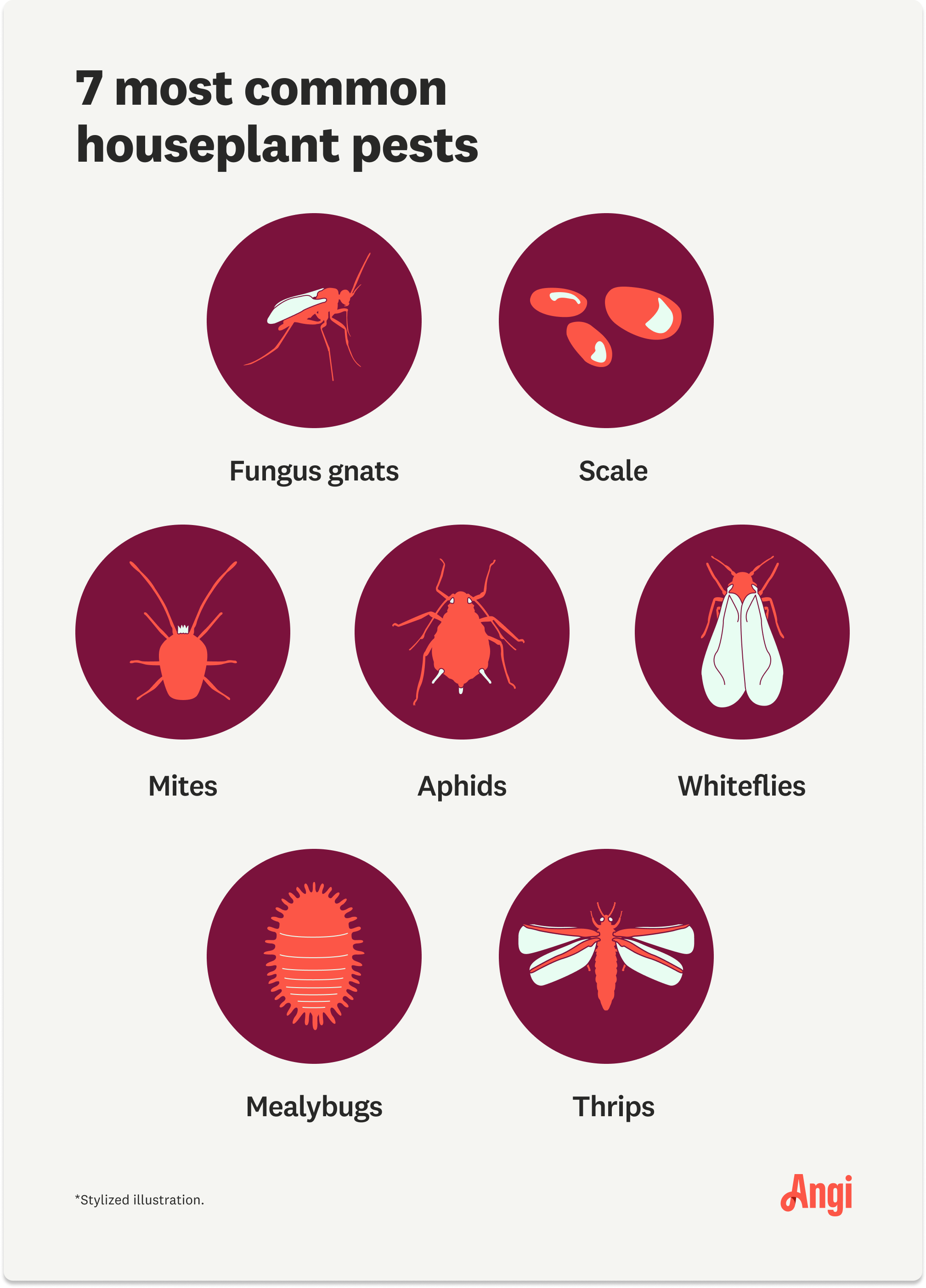 There are 7 common household pests, such as mites and fungus gnats