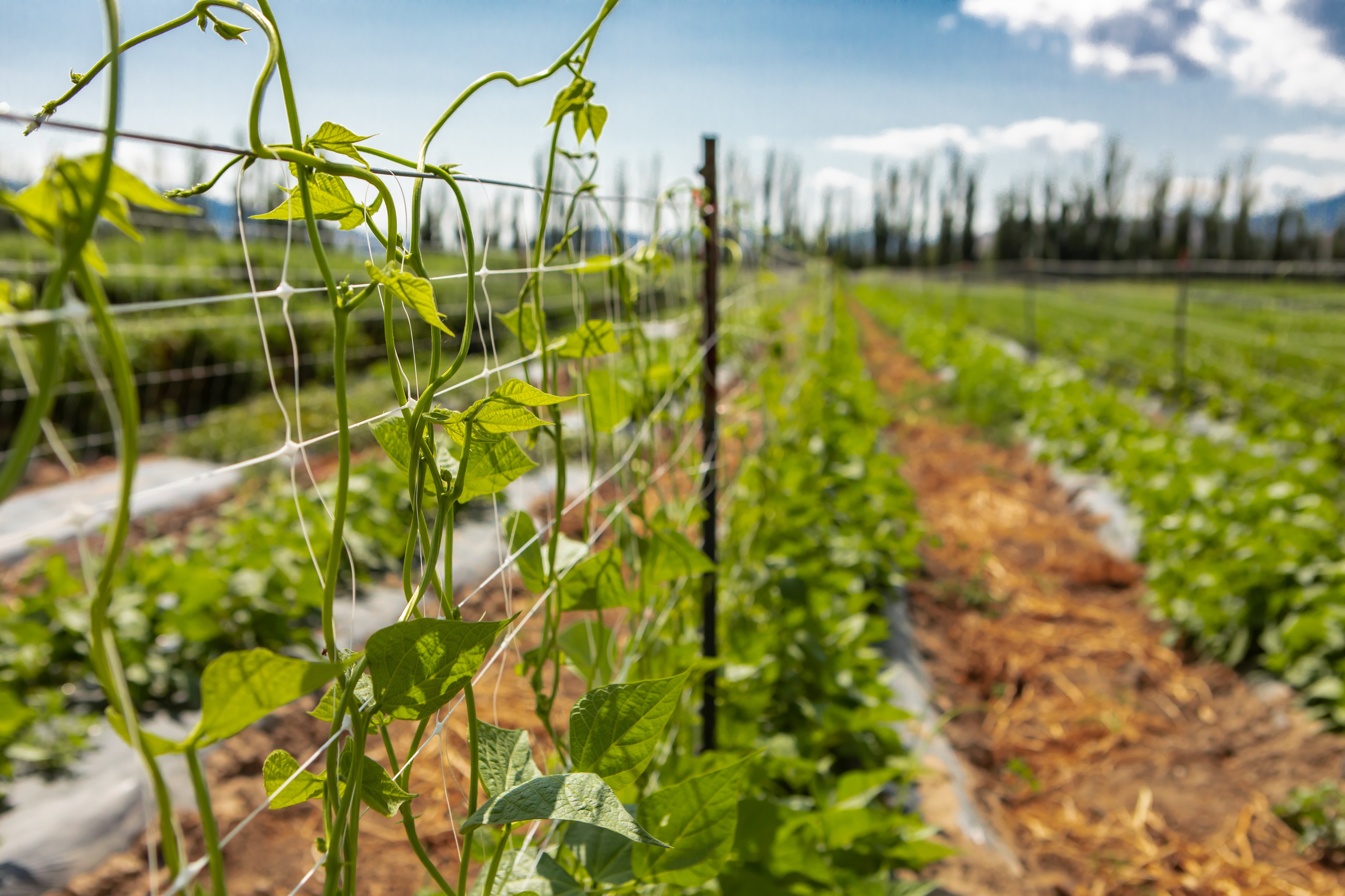 Rows of stake and wire trellis in a garden