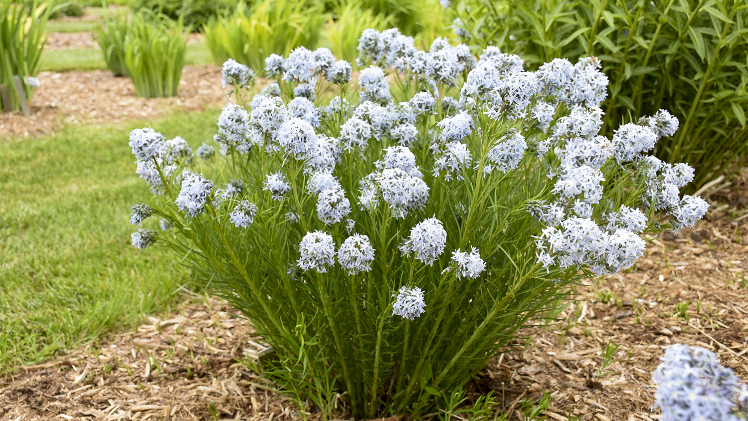 light flowers in garden