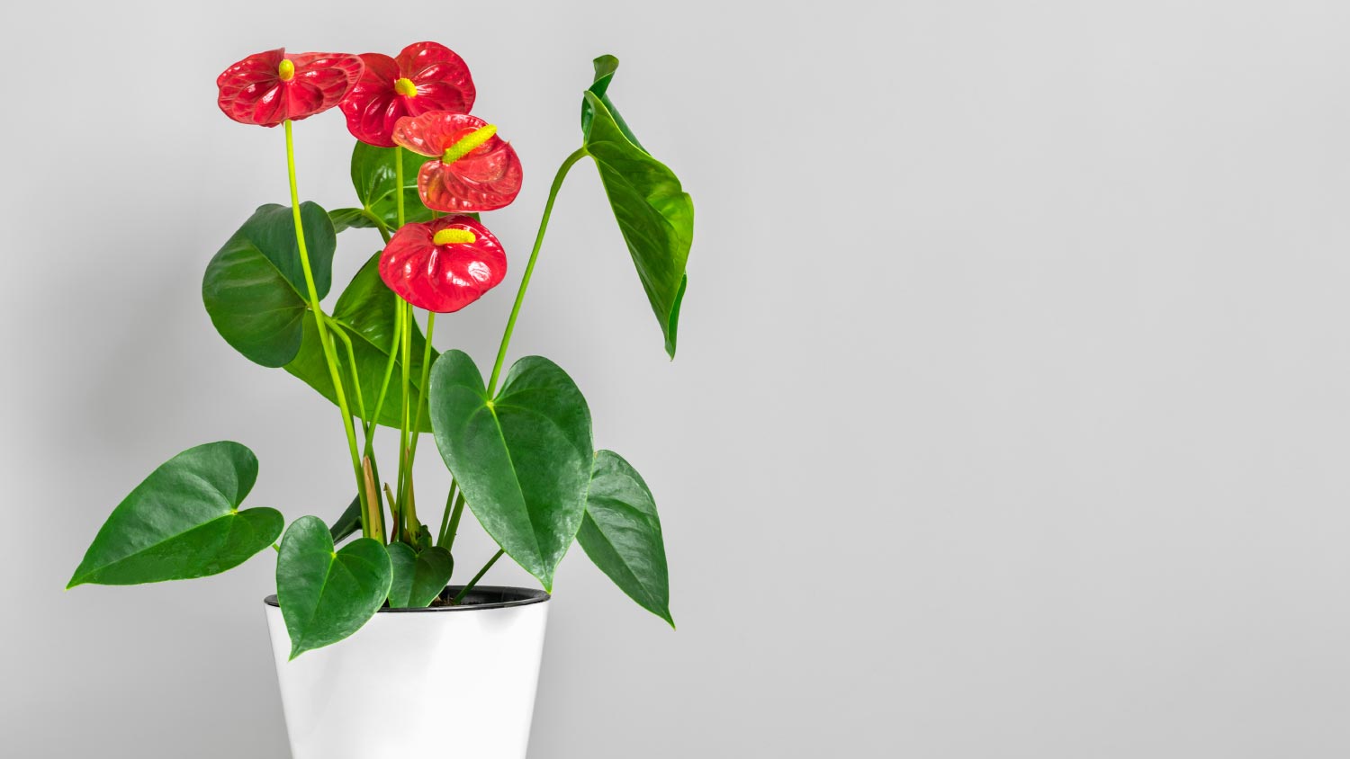 An ​​Anthurium houseplant