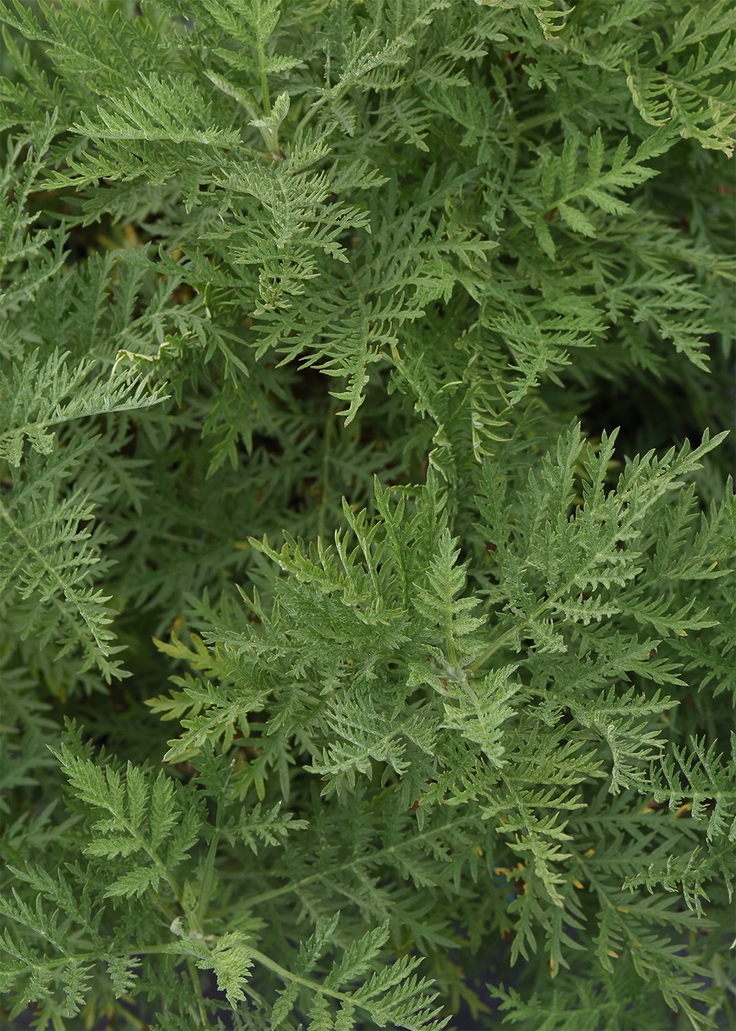 fern in garden