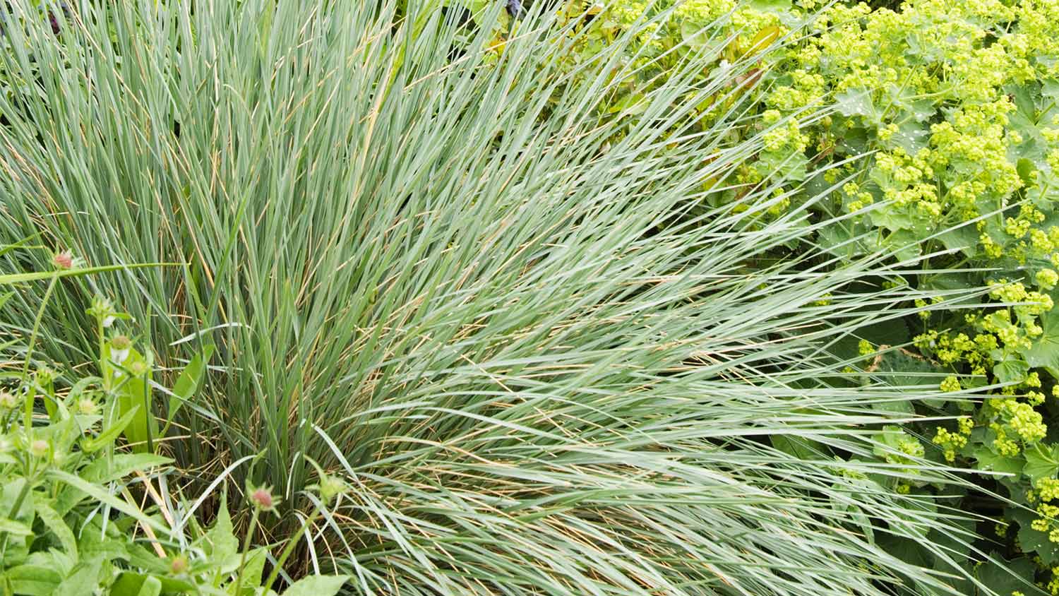 Blue oat grass greens