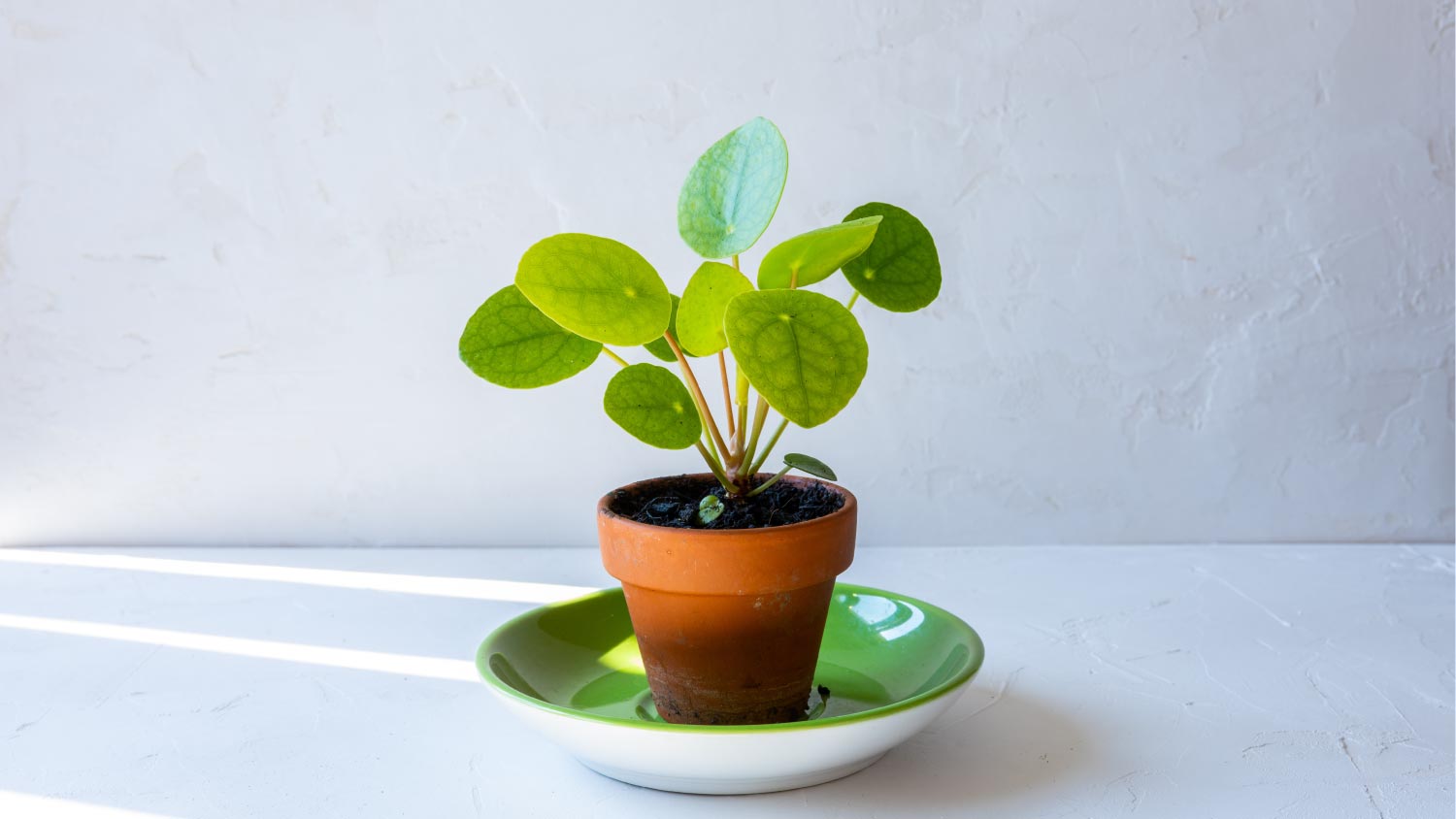 Chinese money plant in a pot