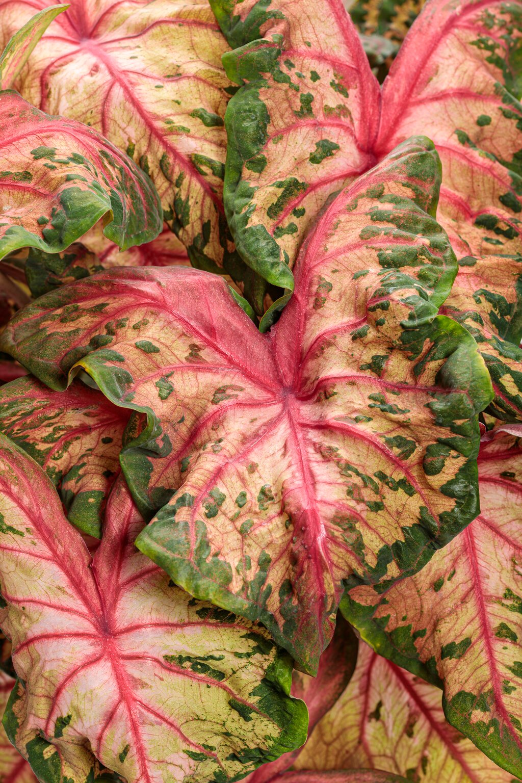 pink and white plant