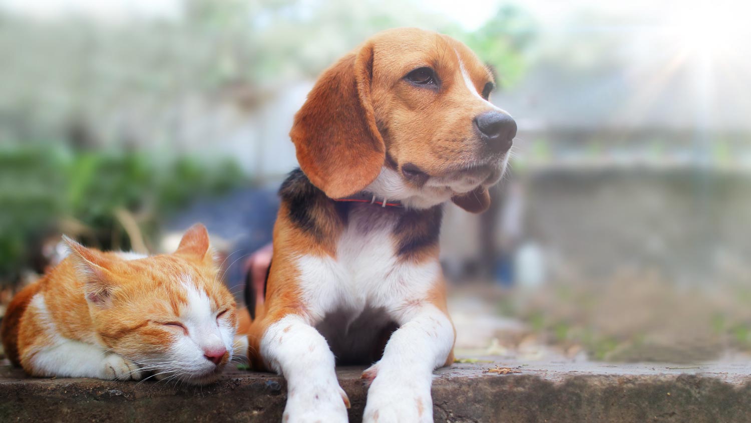 Dog and cat lying together on the footpath