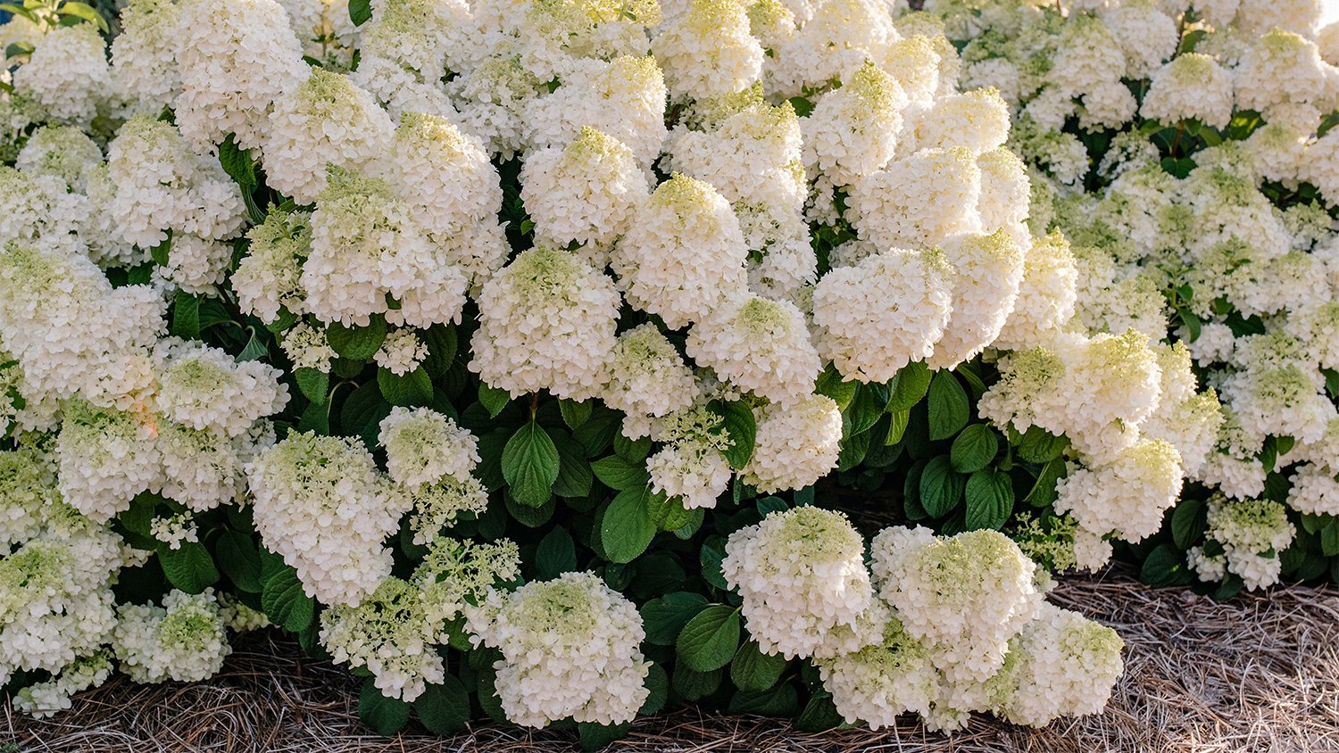 white flowers in garden