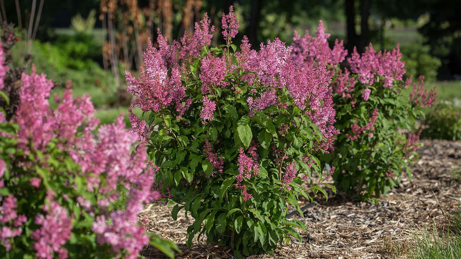 purple flowers in garden