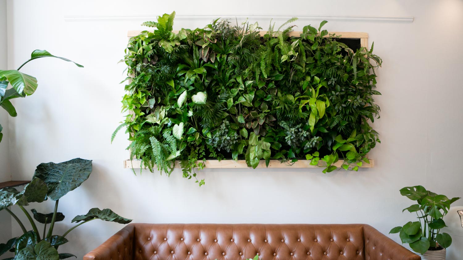 Floating plants on wall over brown leather couch