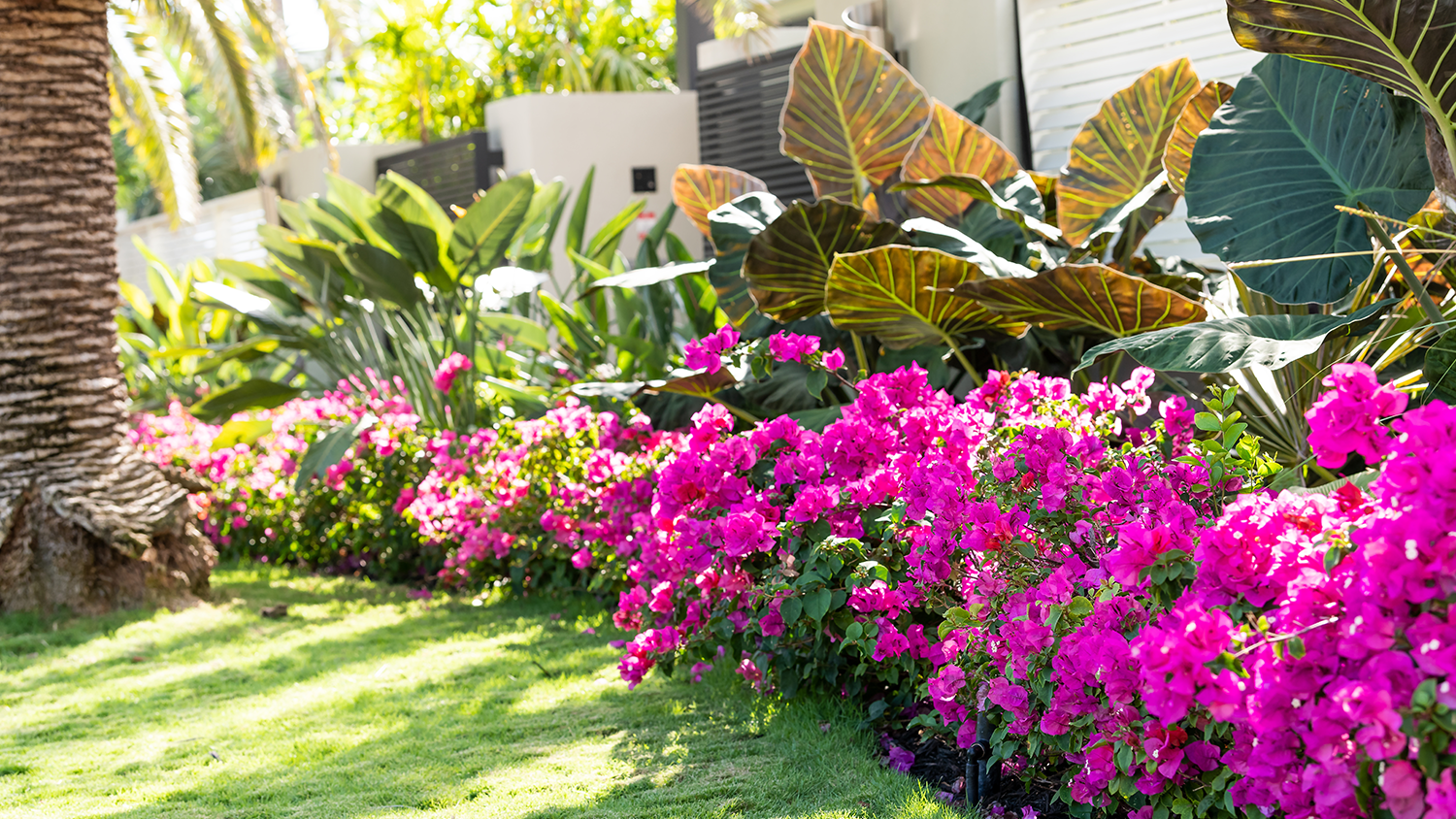 Garden in Florida home backyard