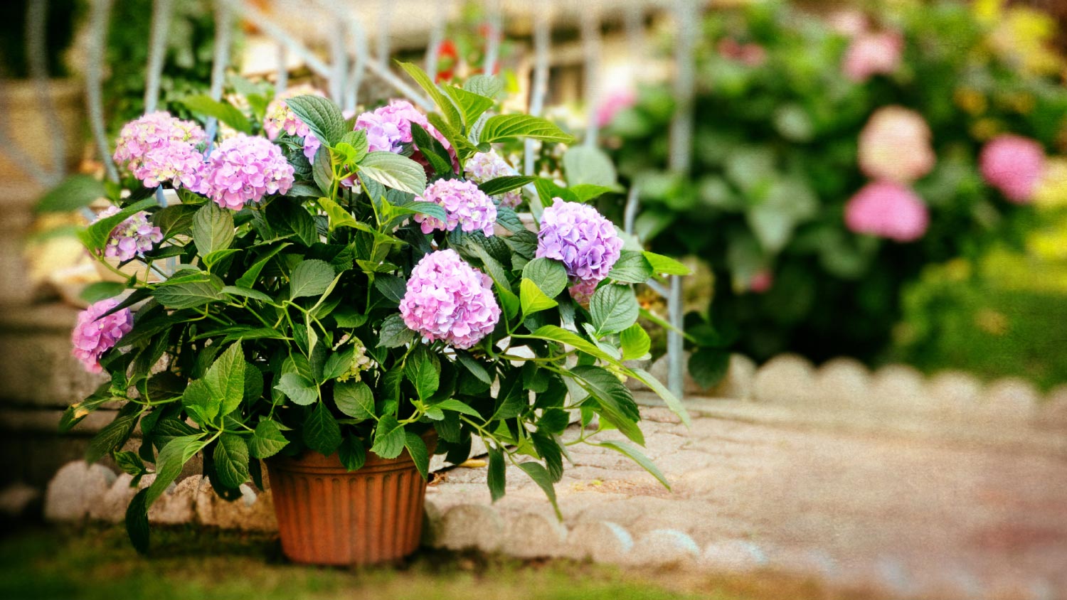 Gorgeous blooms of Hydrangea in a pot