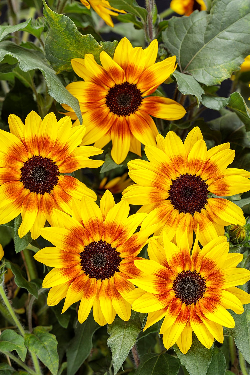 sunflowers in garden