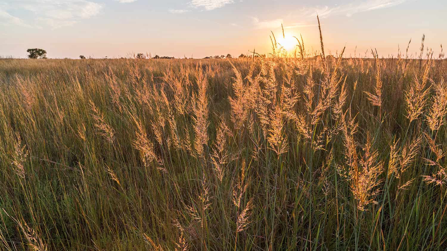 Sunset indian grass field