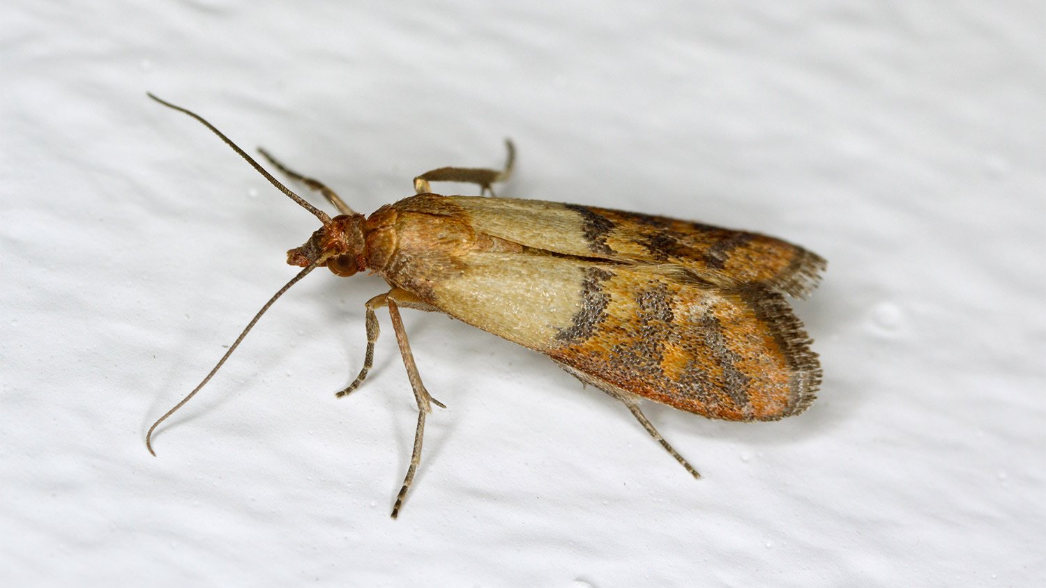 Indian moth on wall