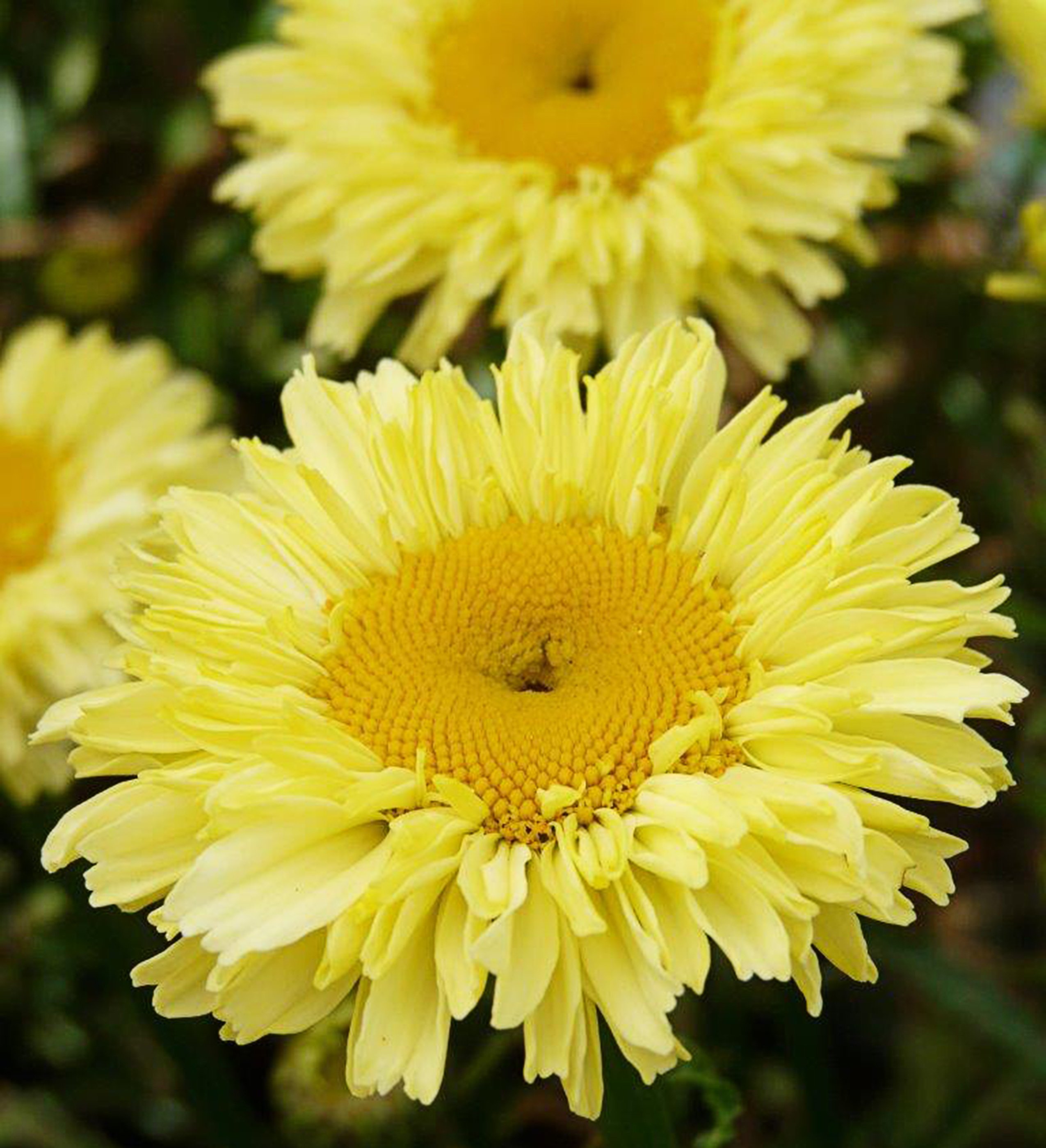 yellow flowers in garden