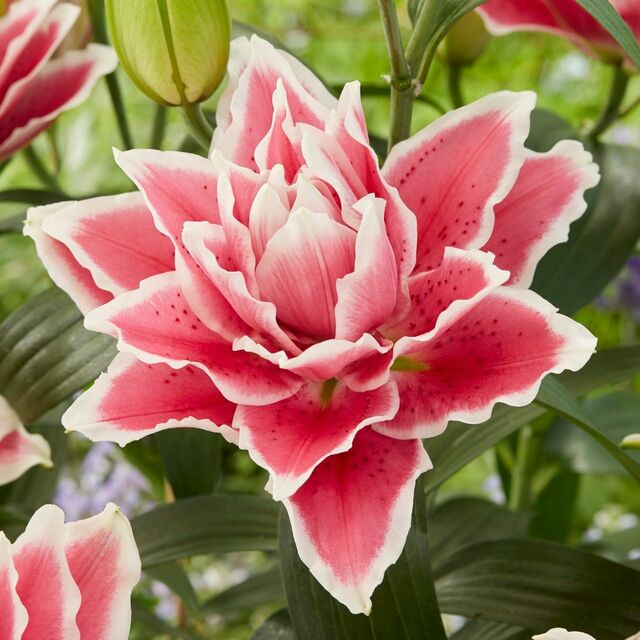 pink and white flowers in garden