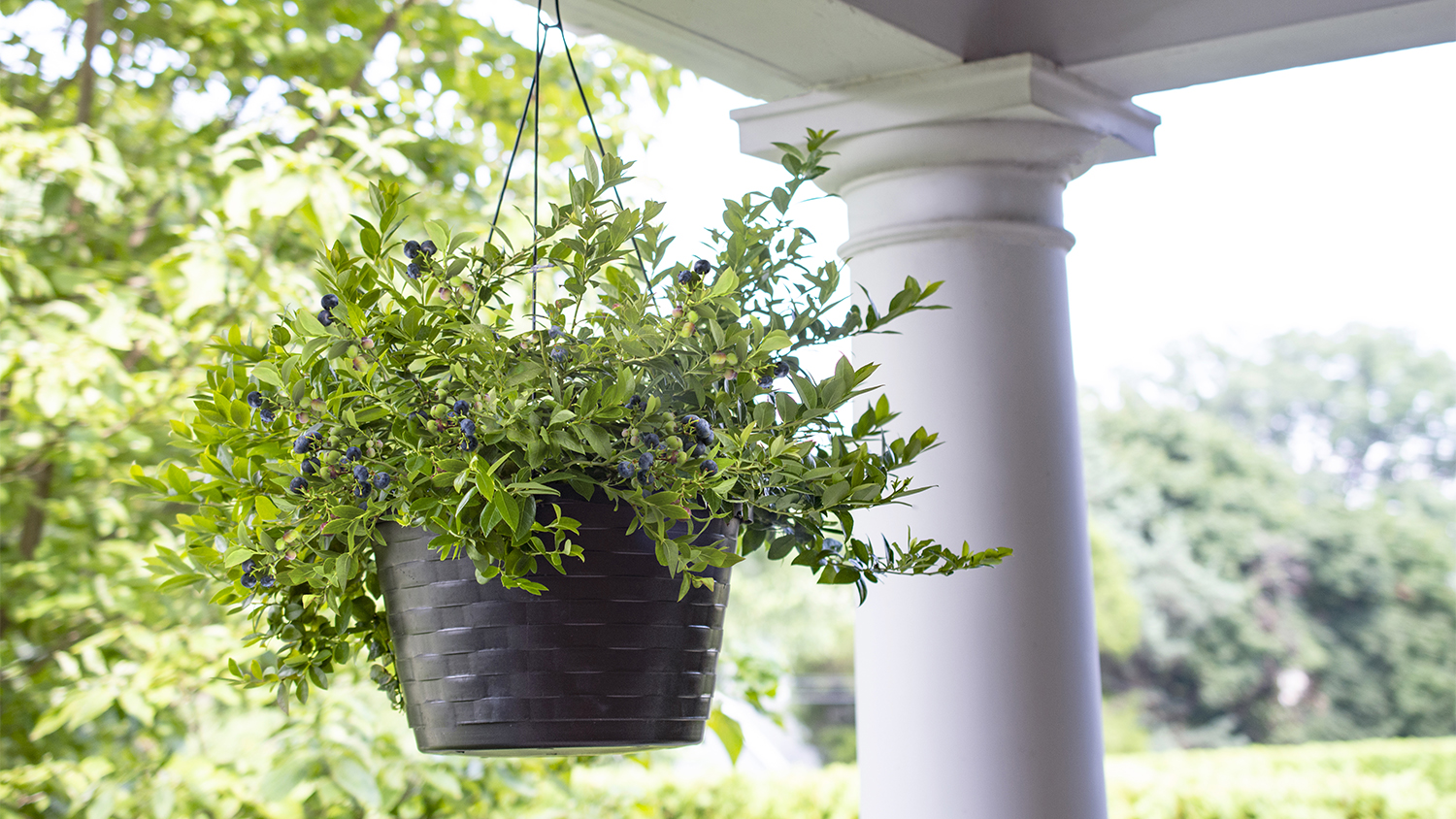 blueberry plant in pot