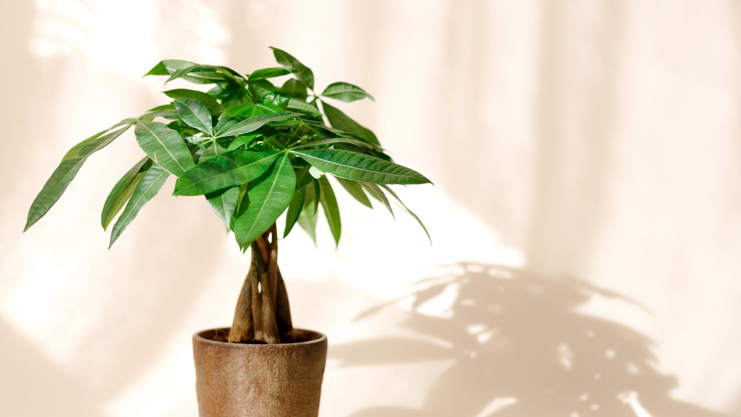 A Money Tree plant