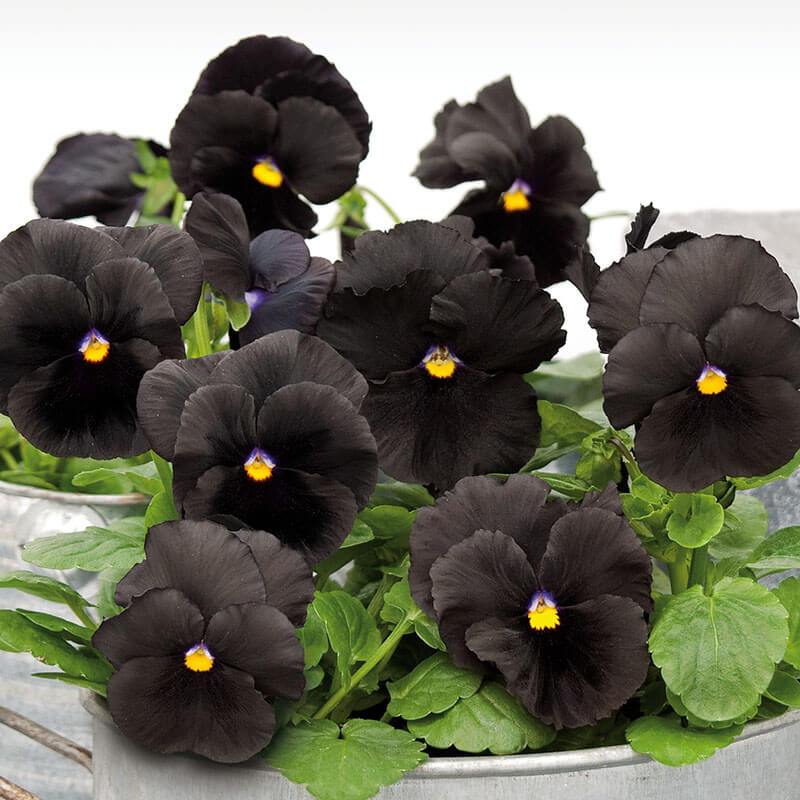black flowers in pot