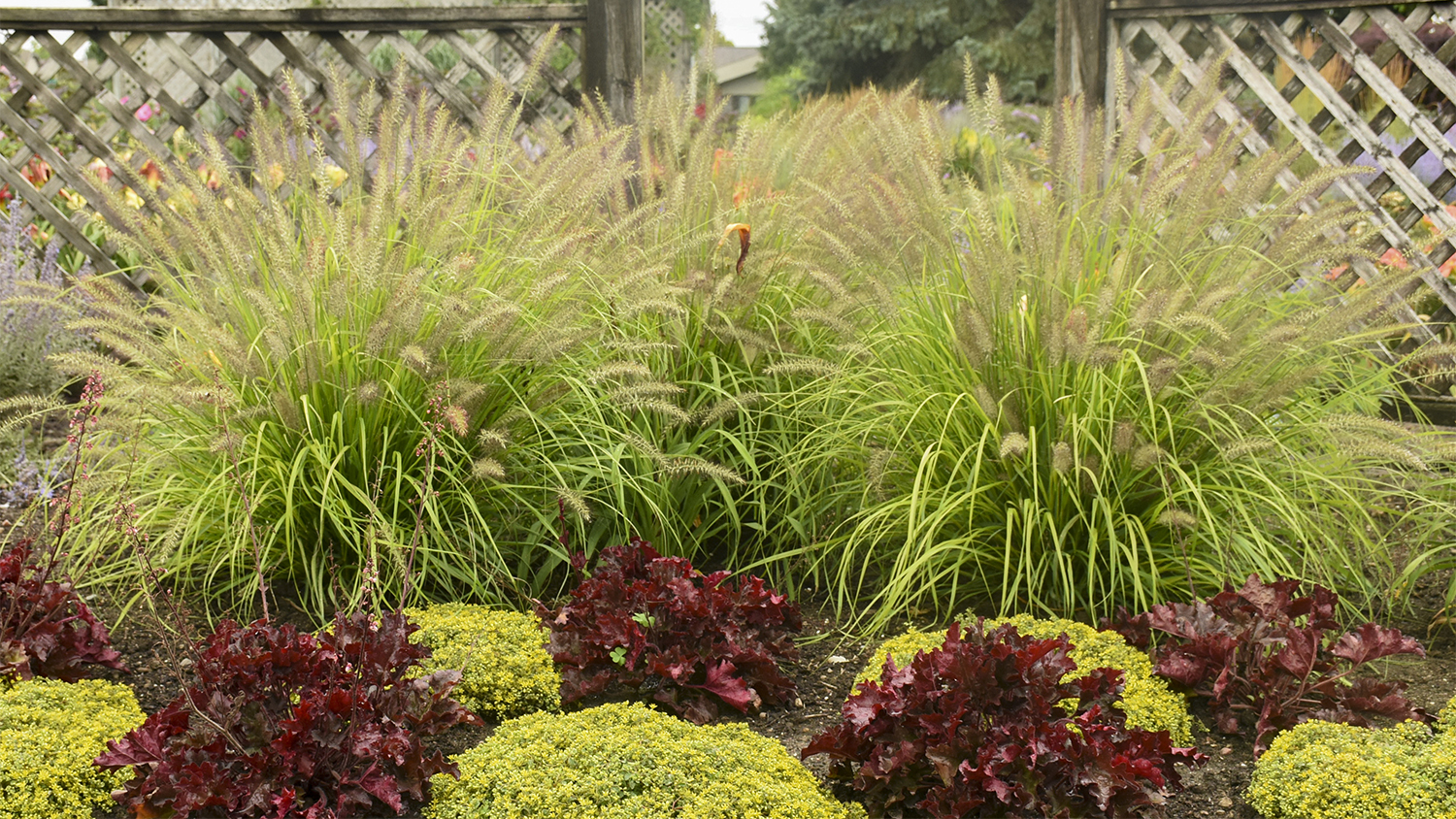 plants in garden