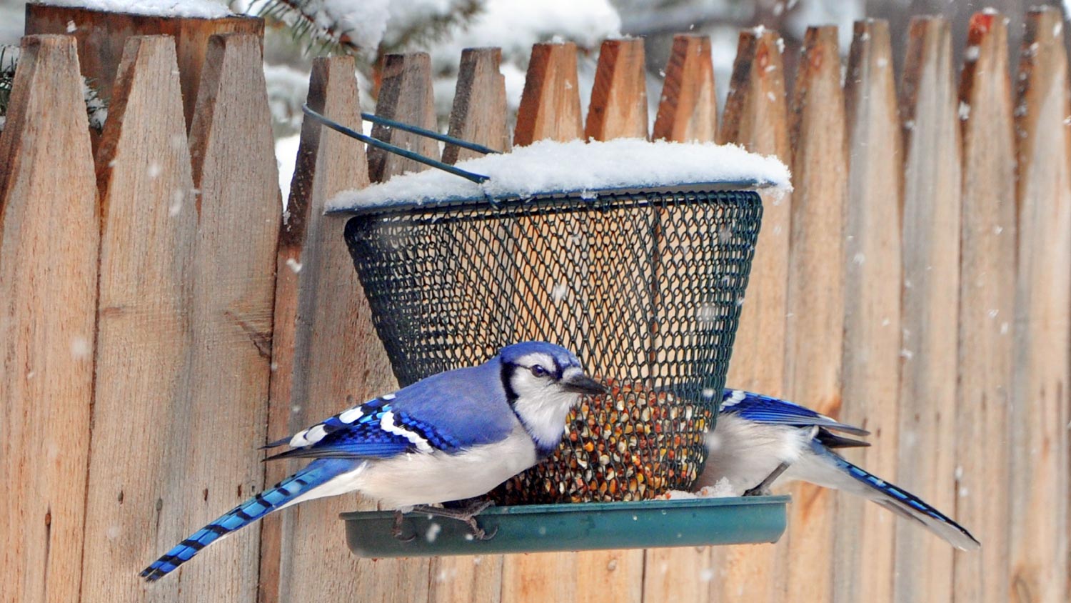 Two blue jays on a bird feeder