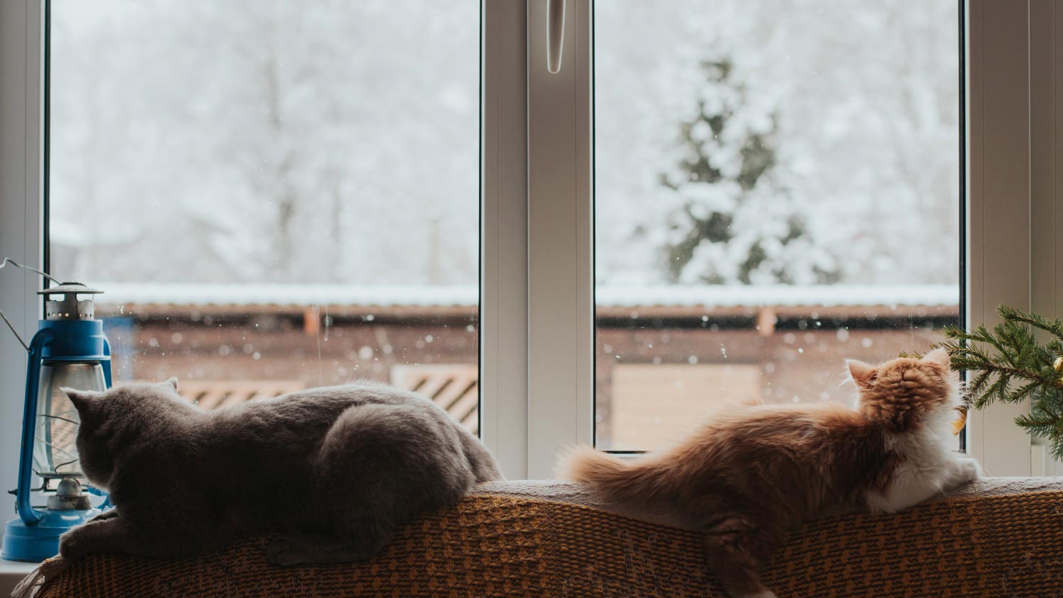 Two cats lie on the back of the sofa