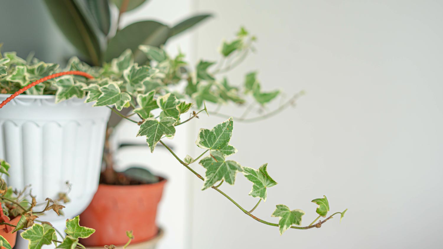 A english ivy plant on the table