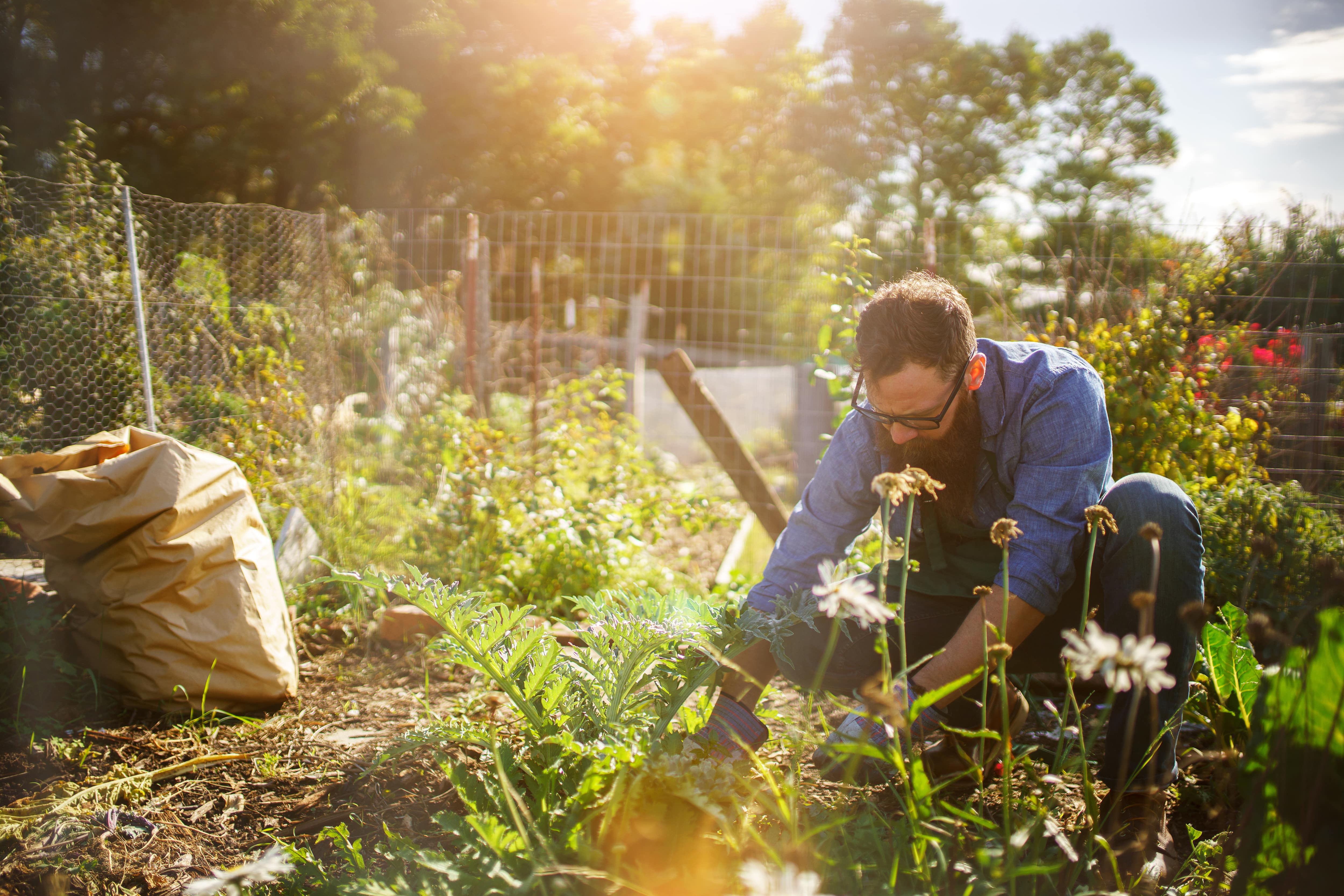 A bearded man tends to his garden at dusk