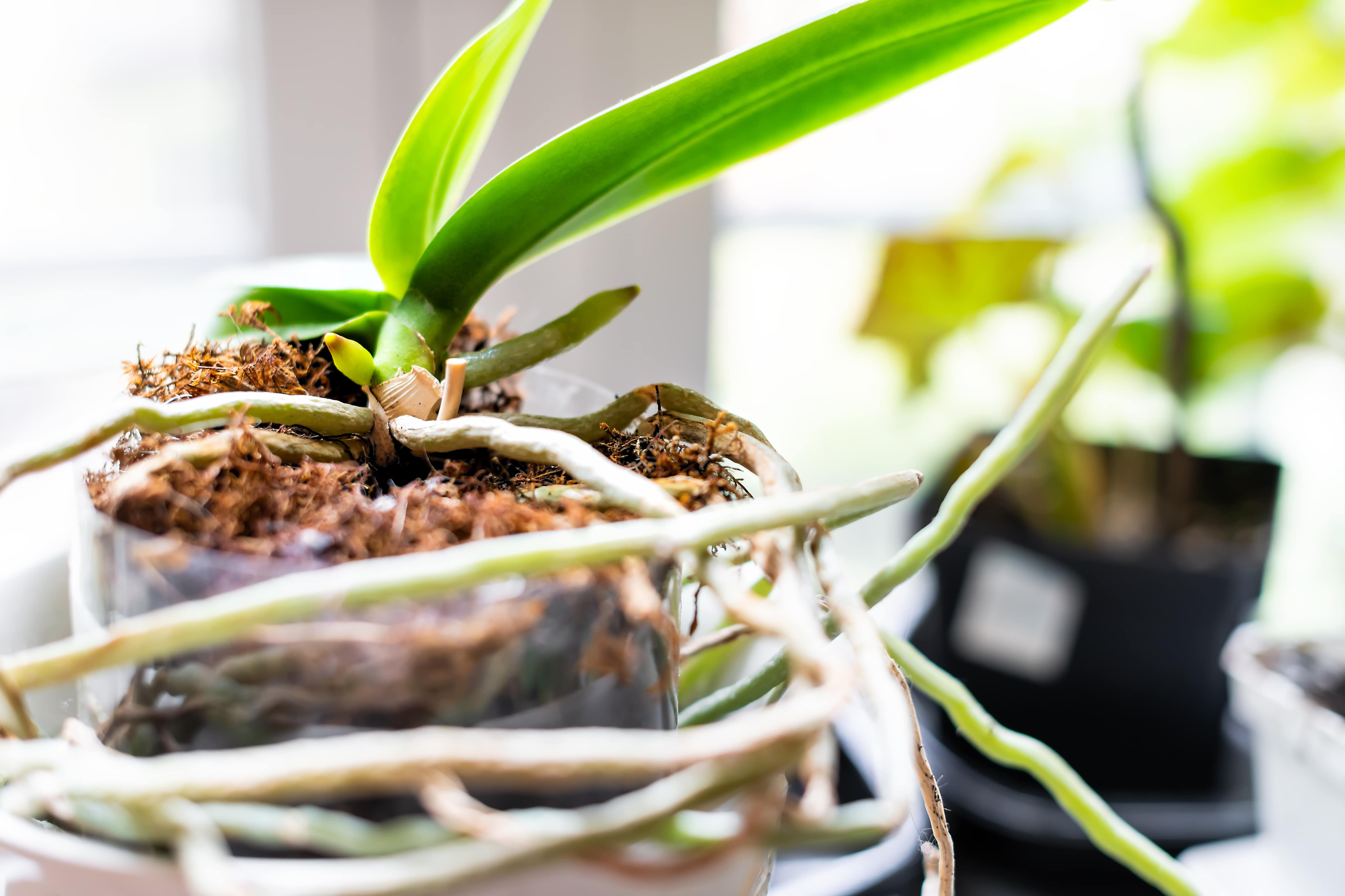 A closeup of roots and stems ready to be divided for propagation