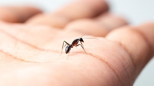 Ant sitting on hand