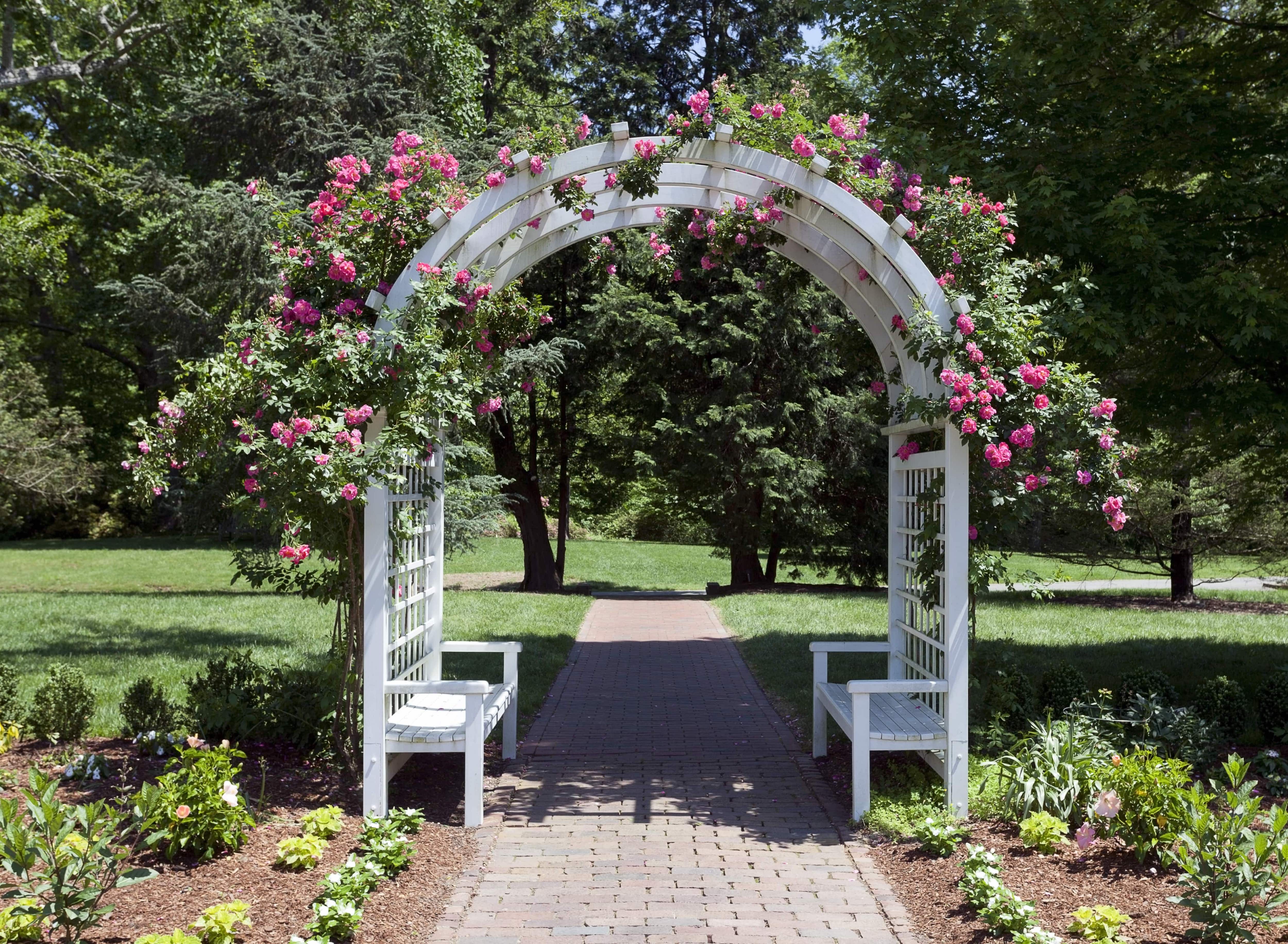 A white arch trellis growing vines with pink flowers