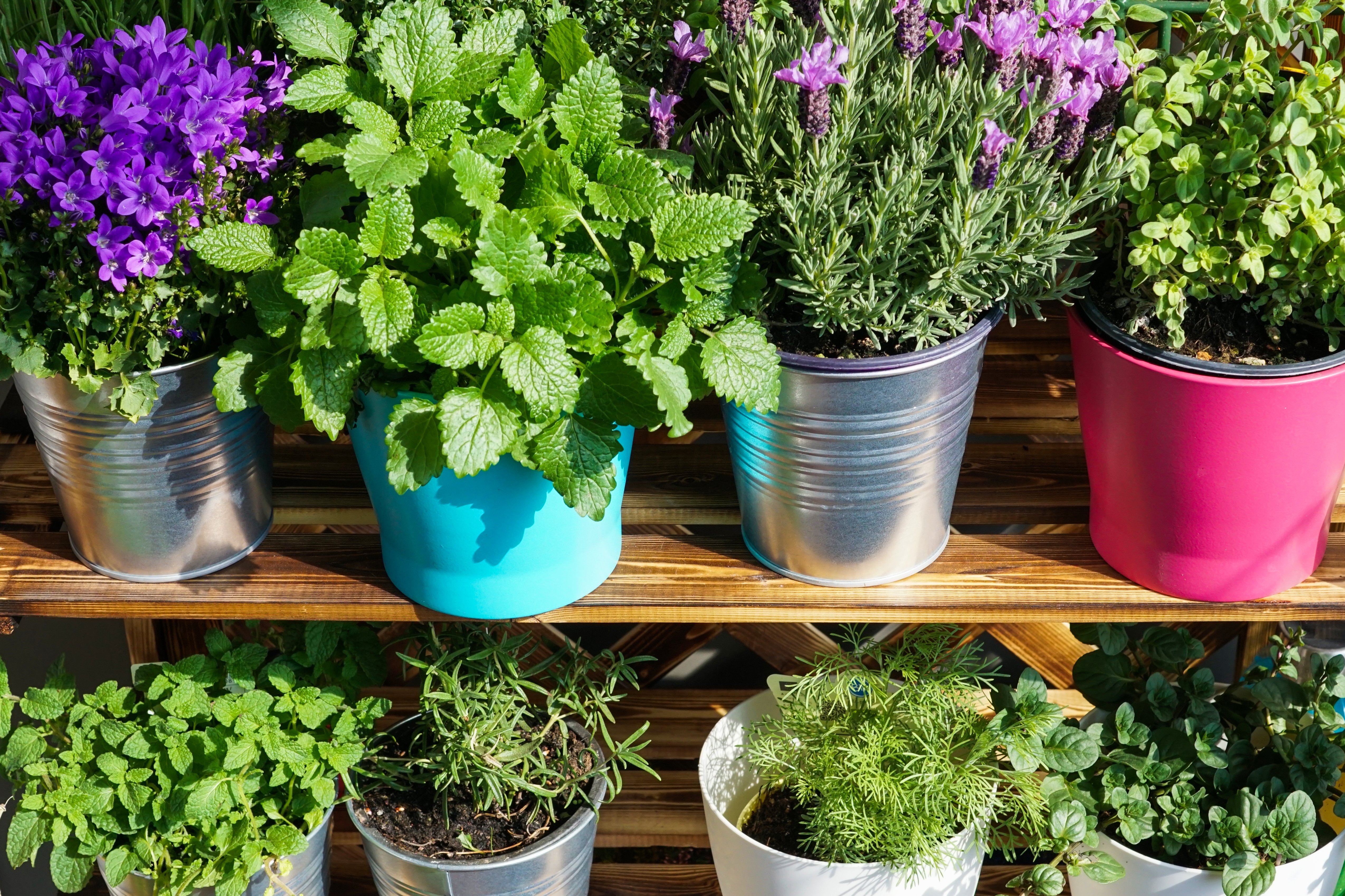 Outdoor potted herb garden