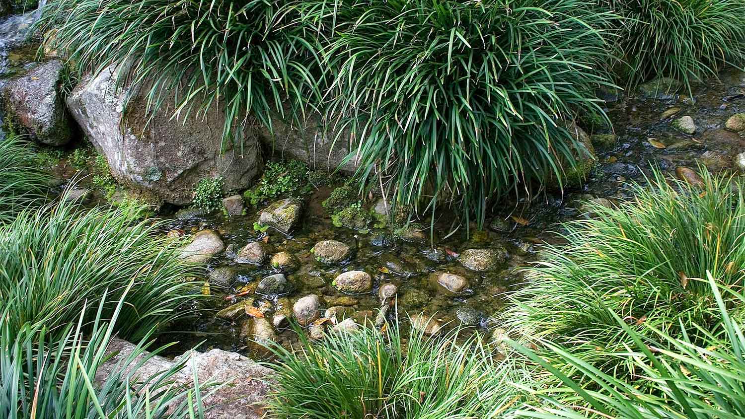 Backyard stream