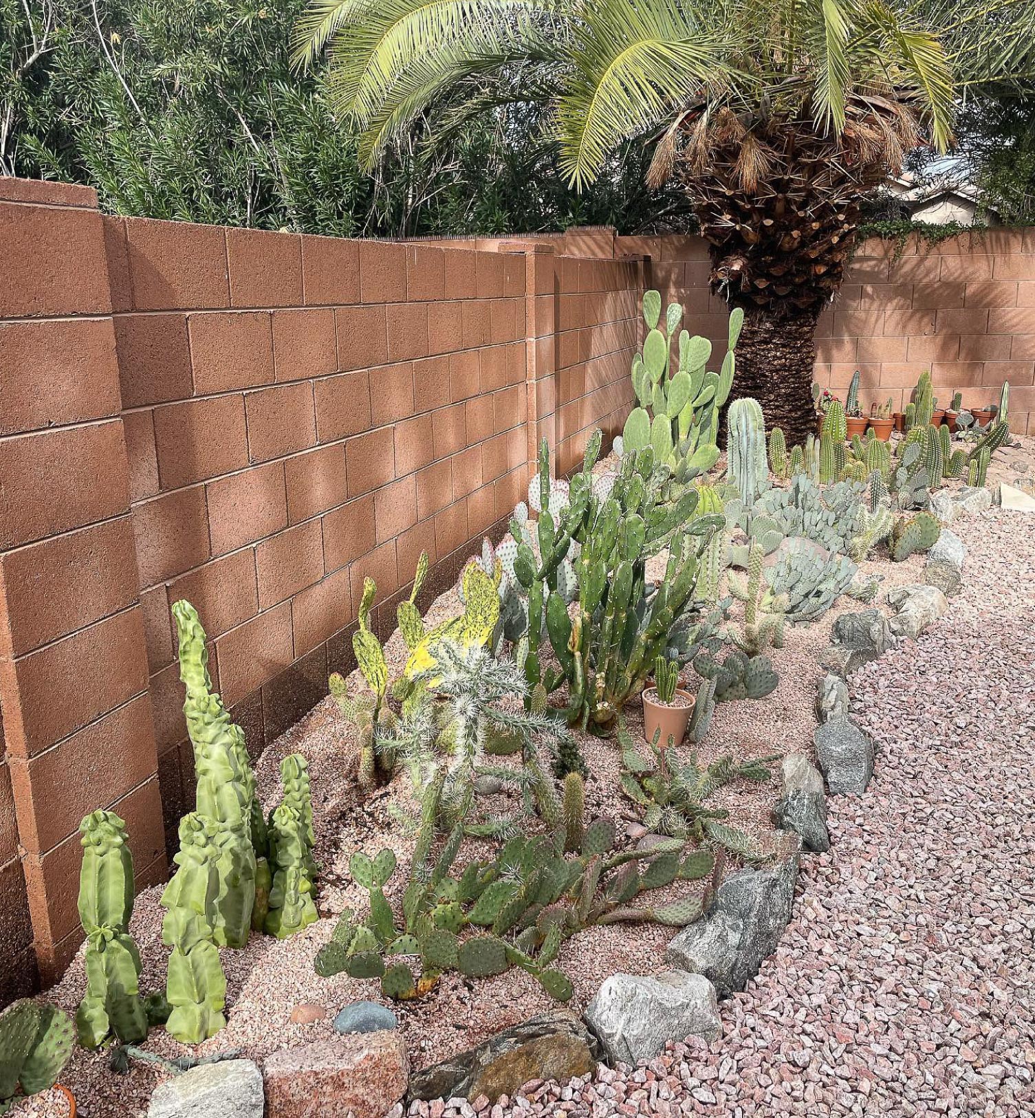 A backyard with cactus