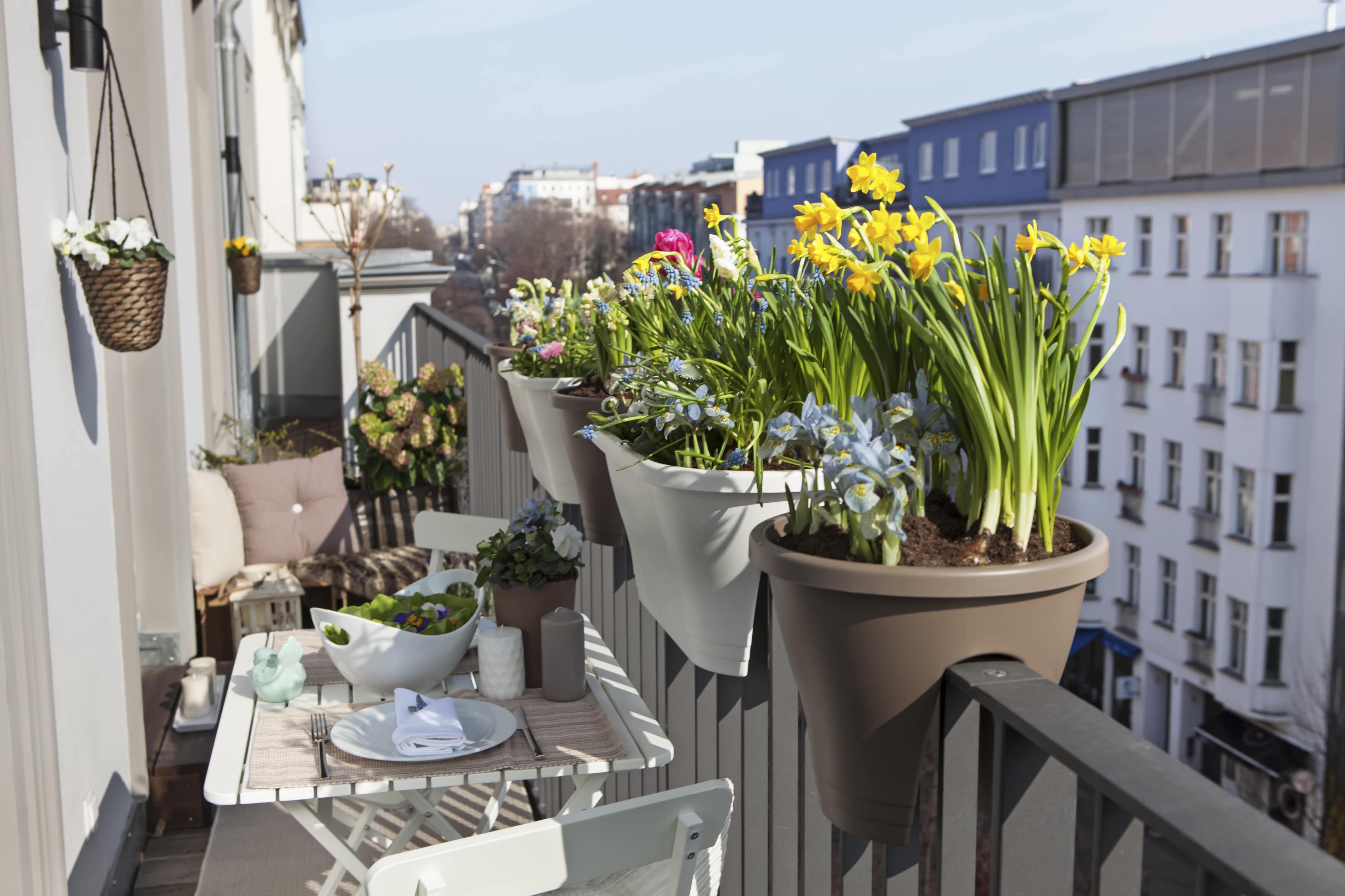 Spring flowers in pots resting on a city balcony railing