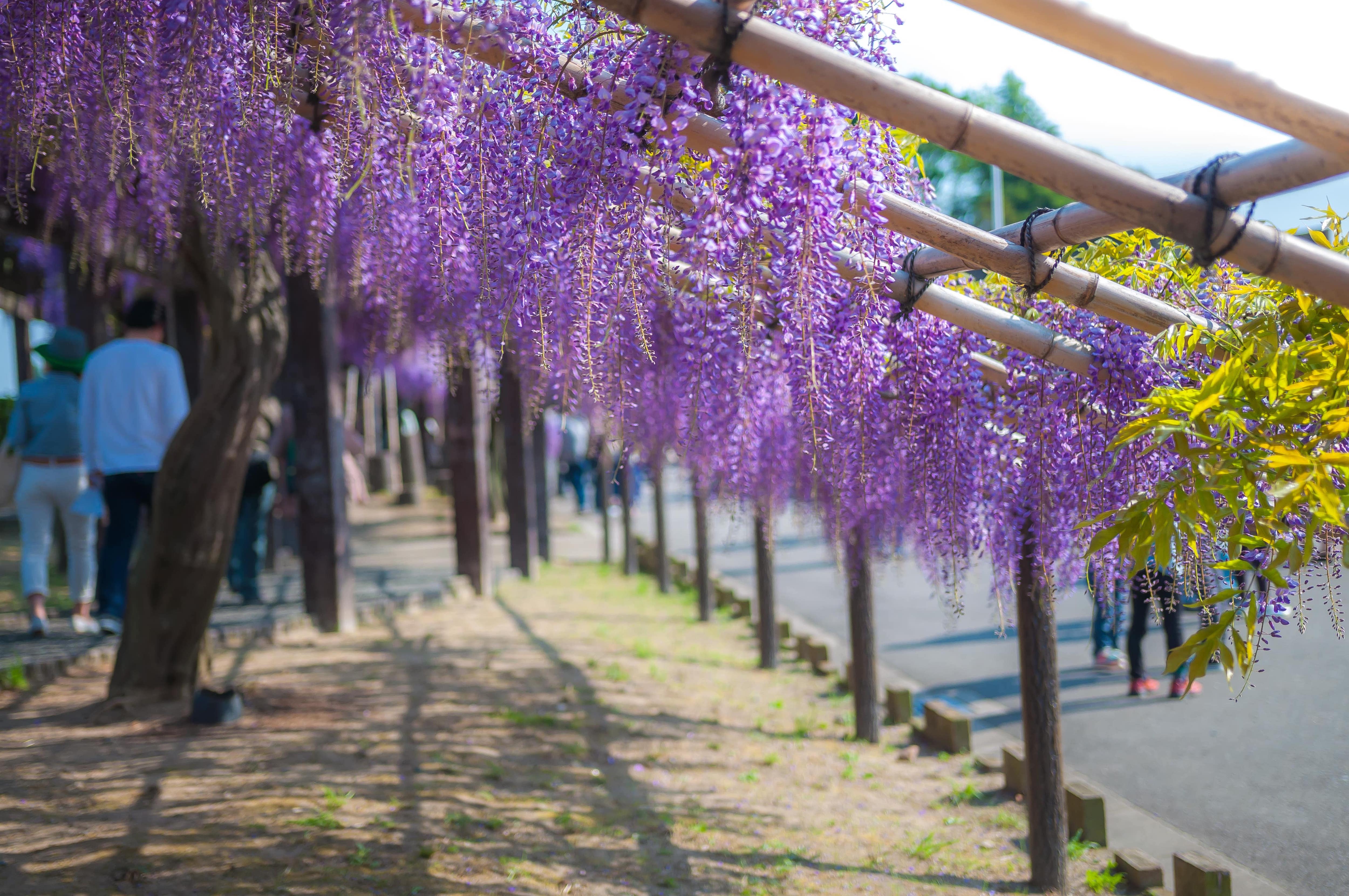 A bamboo trellis growing wisteria flowers