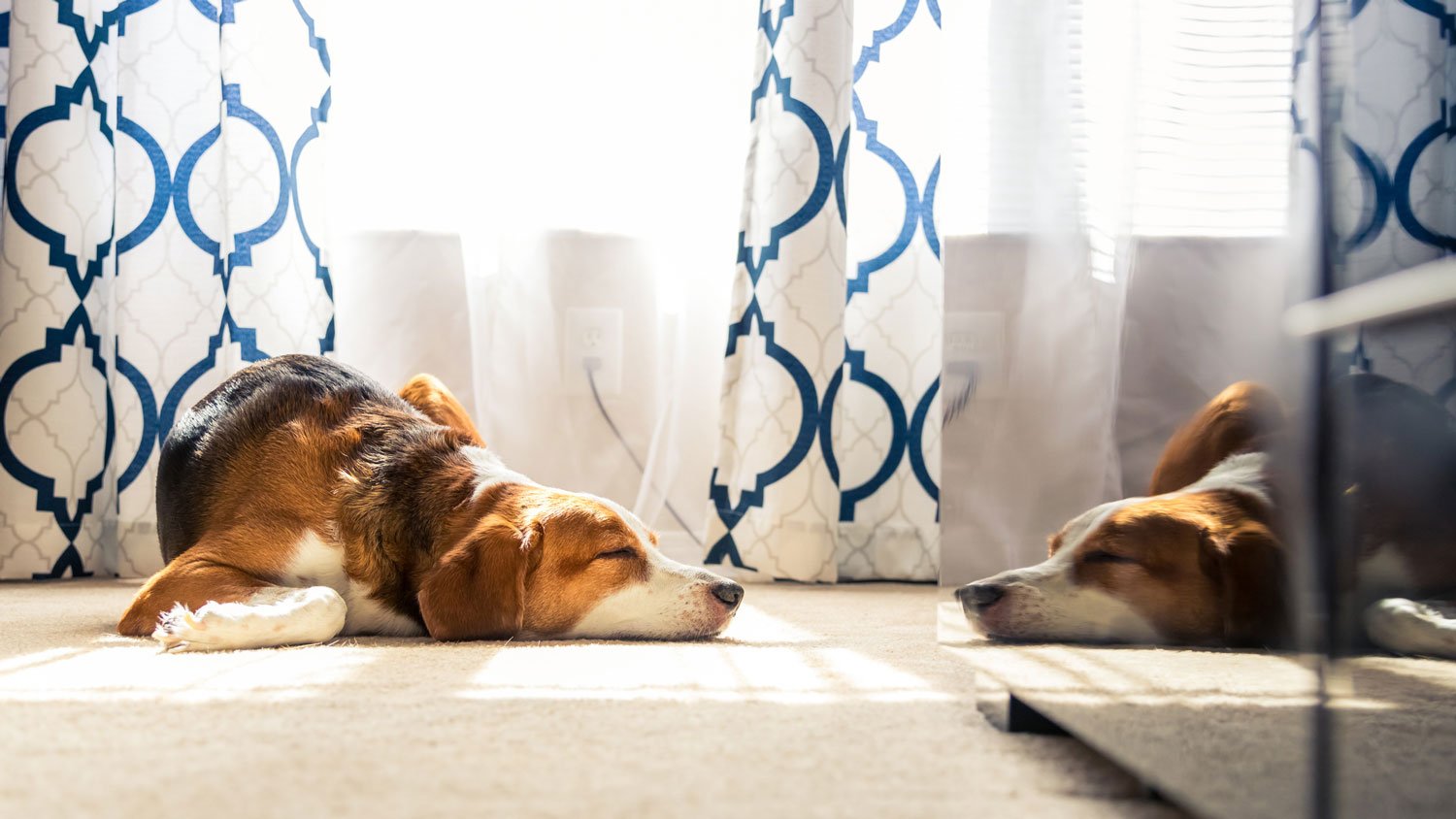 A beagle sunbathing on a carpet