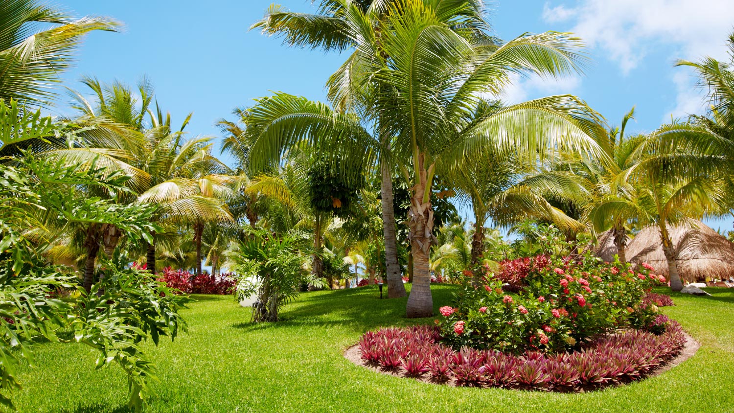 A beautiful tropical garden