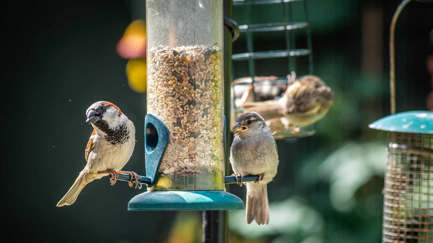 Birds eating from a feeder in a backyard