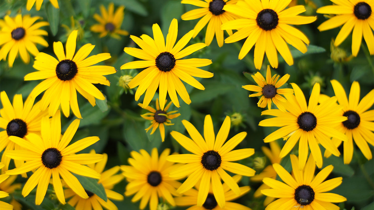 Black Eyed Susans flowers 