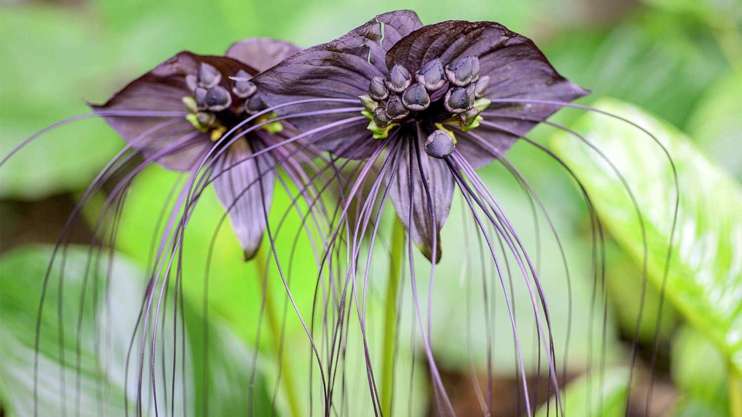 Black flower green garden