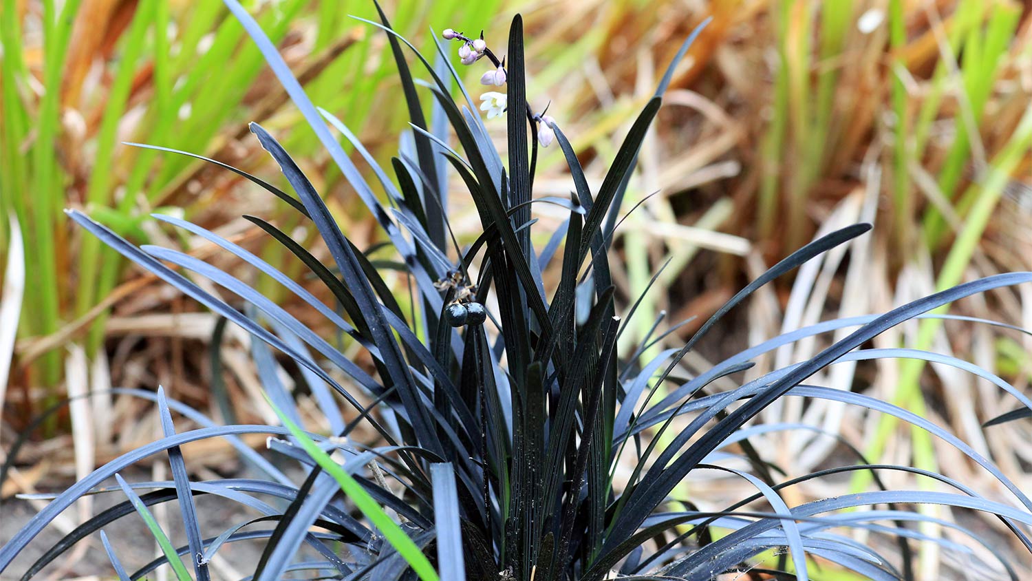 Black mondo grass in yard