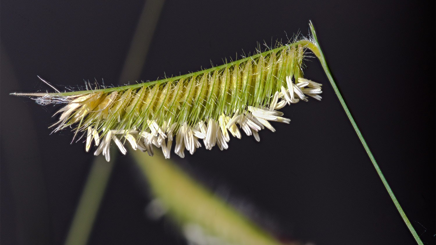 Detail of blue grama grass