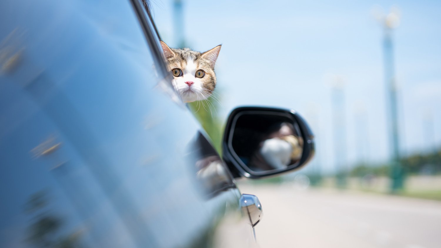 A cat in a car boarding to a family member