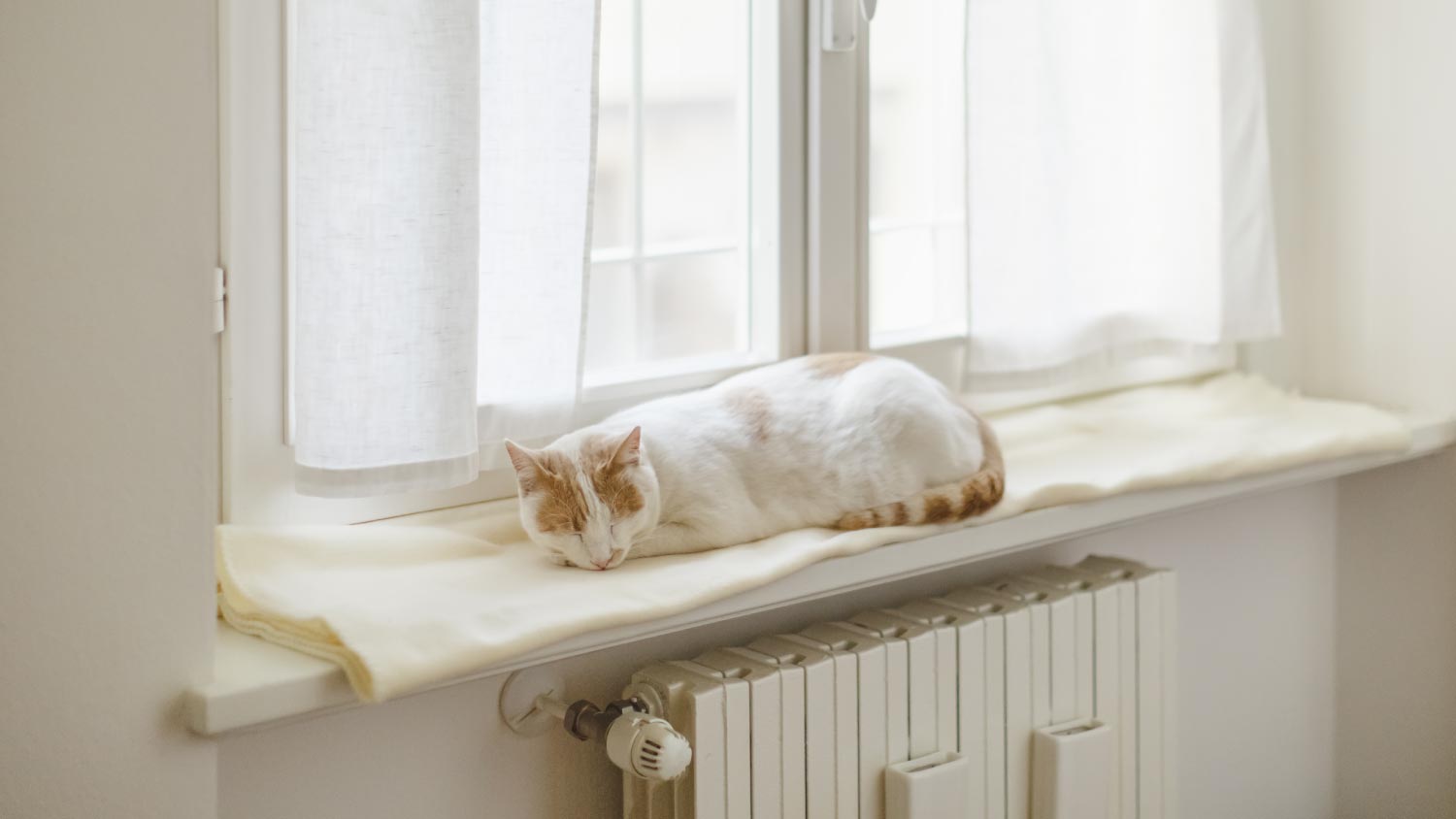 cat lounging on windowsill on top of radiator at home