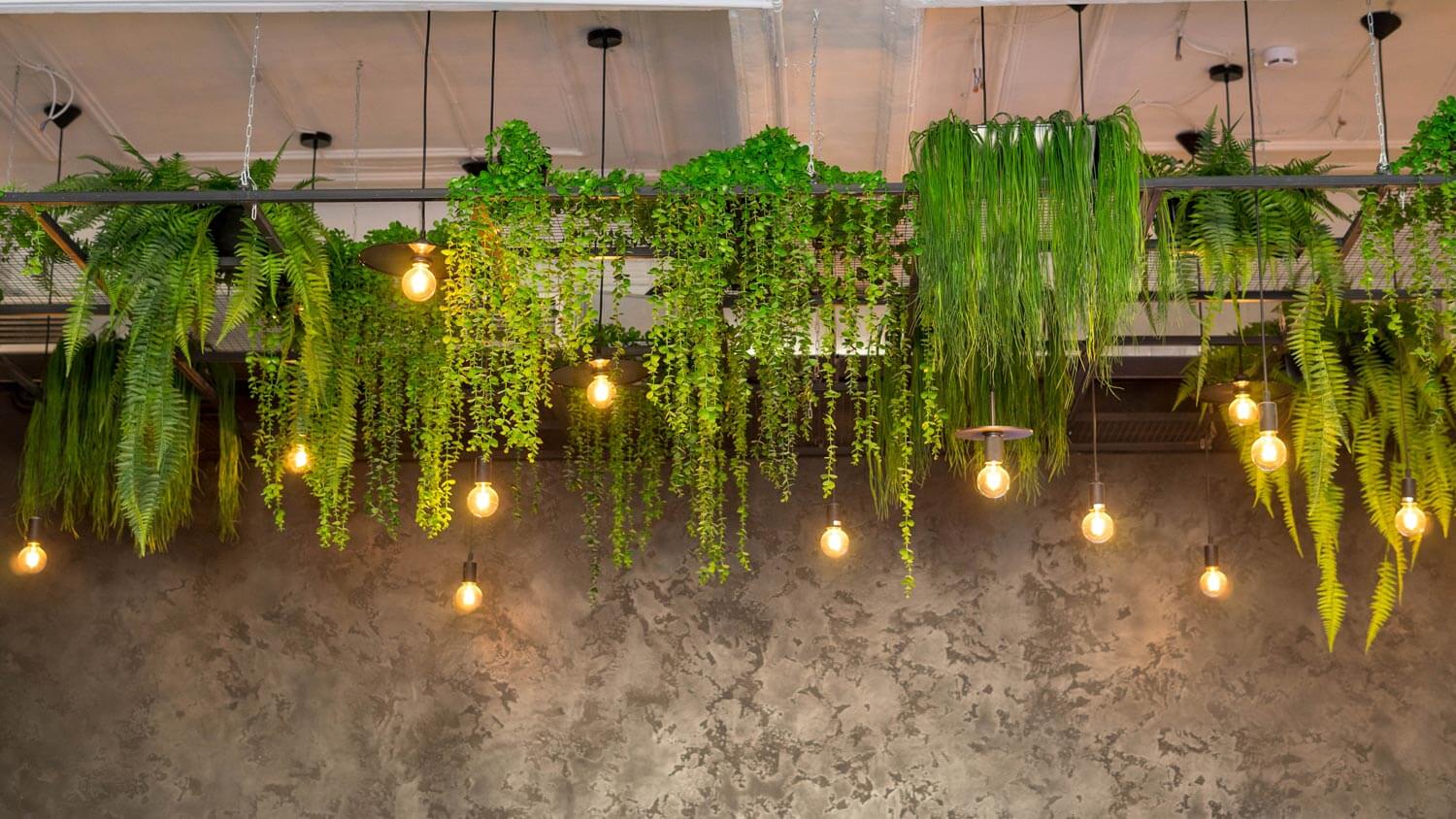 Lights and railing plants hanging from the ceiling