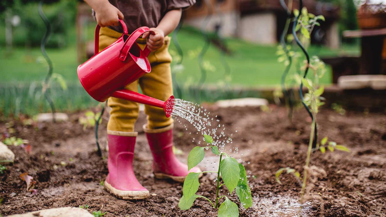 Child using watering can to water the plants in the garden