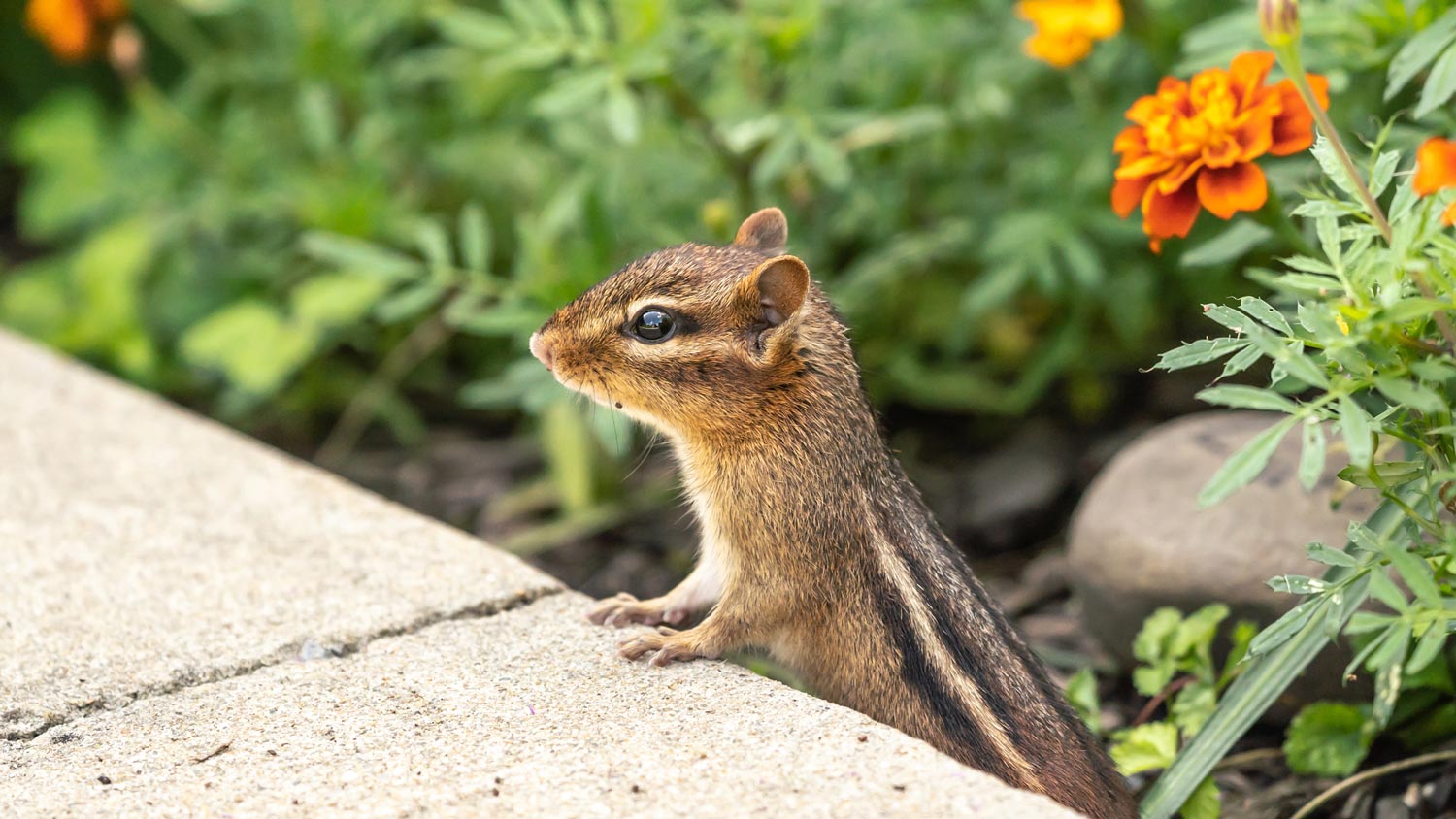 A chipmunk in a garden with flowers