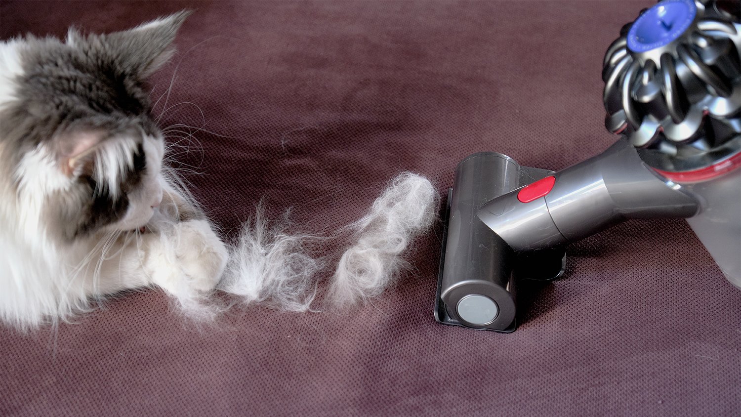 cordless vacuum cleaning up cat hair