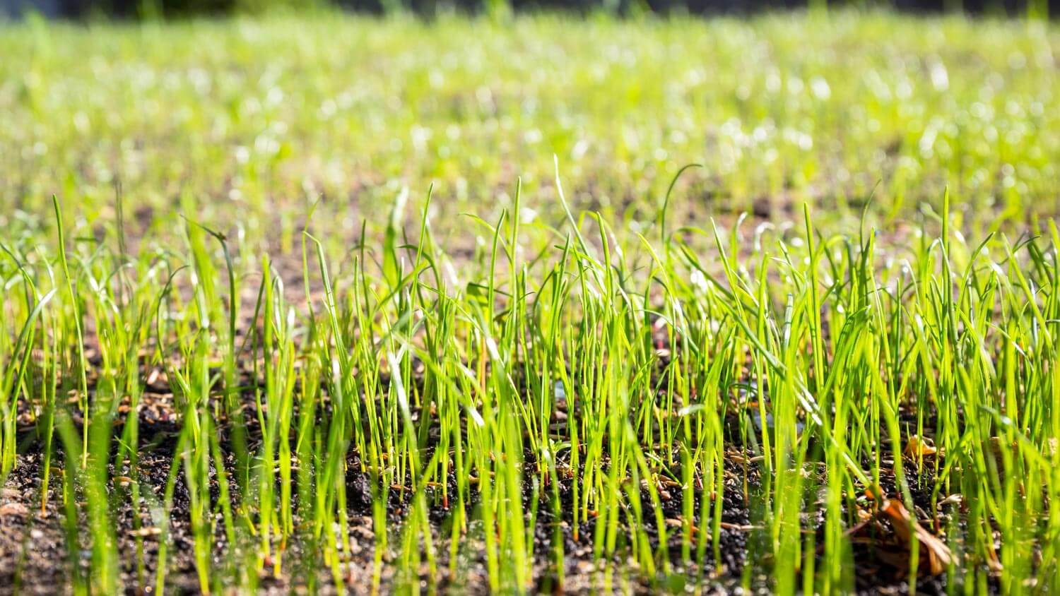 Close-up of grass growing on soil