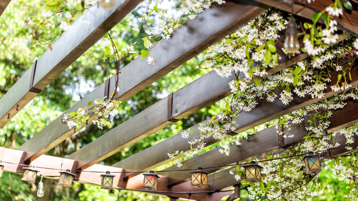 Close-up of a wooden pergola wrapped in flowers